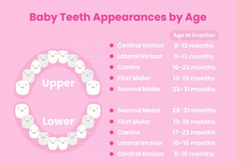 The Ultimate Guide to Baby Teething