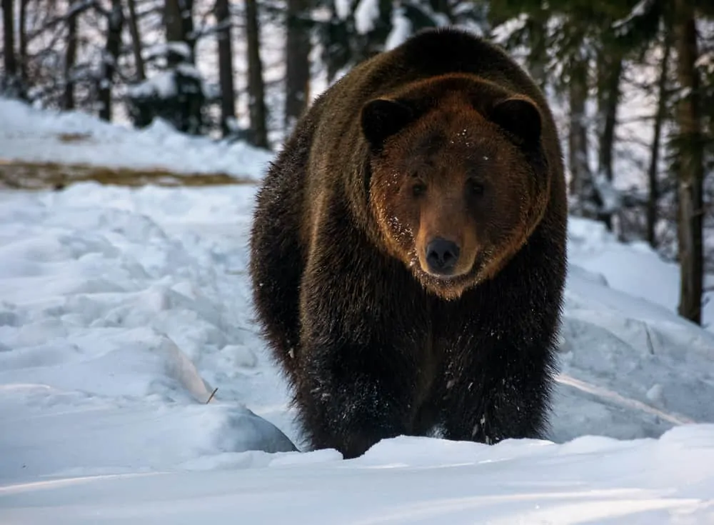 brown bear in the winter snow
