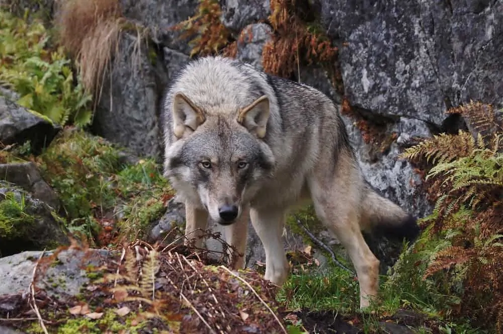 wolf standing on rocks