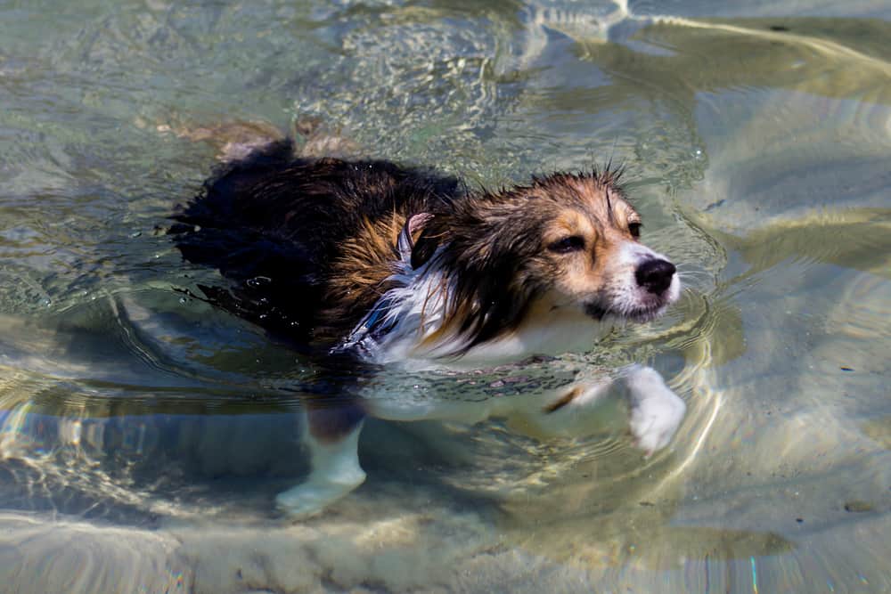 dog swimming in water