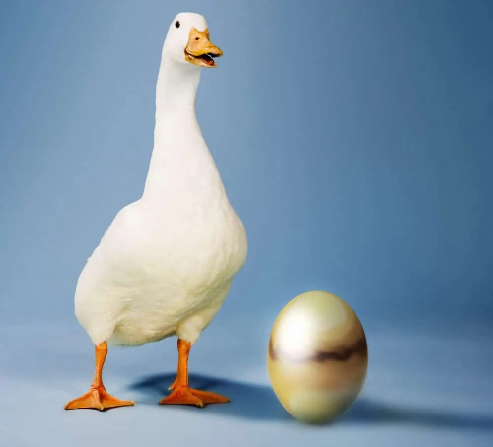goose standing next to a golden egg