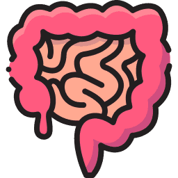 The Digestive System Icon