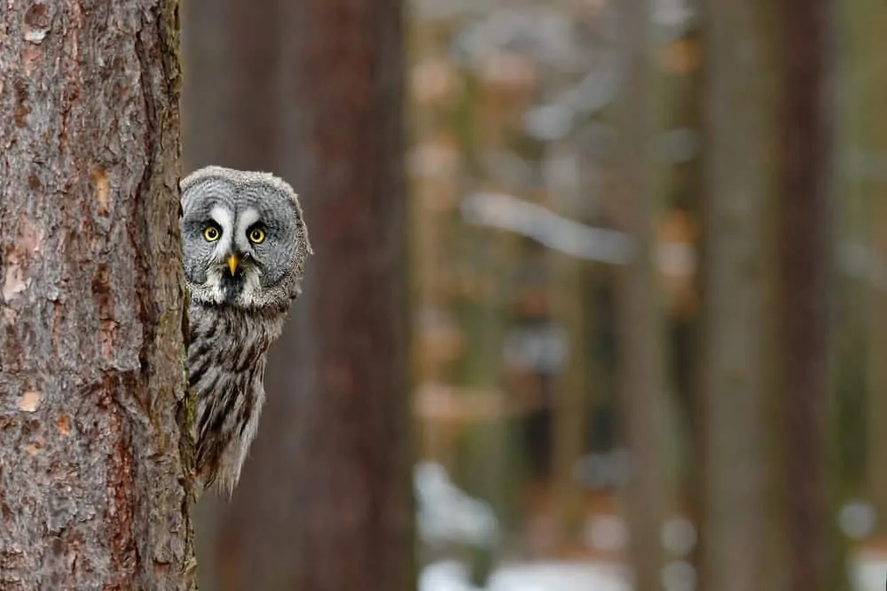Wise looking owl