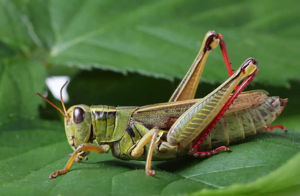 grasshopper sitting on a leaf