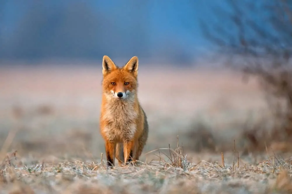 fox standing on brown grass