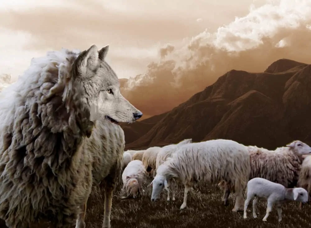 wolf standing next to sheep