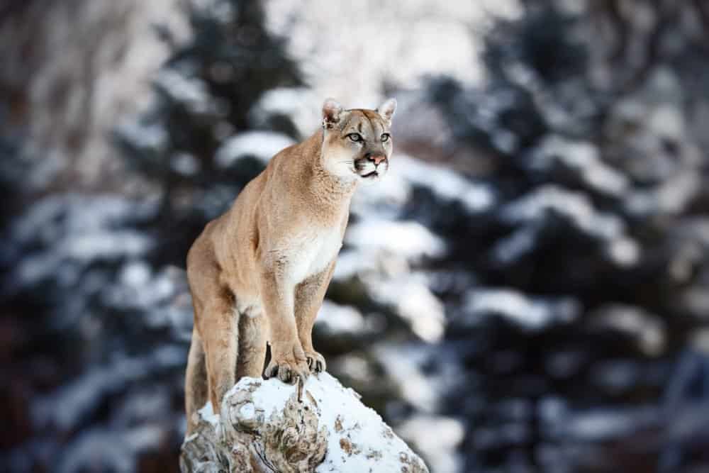puma standing on a rock