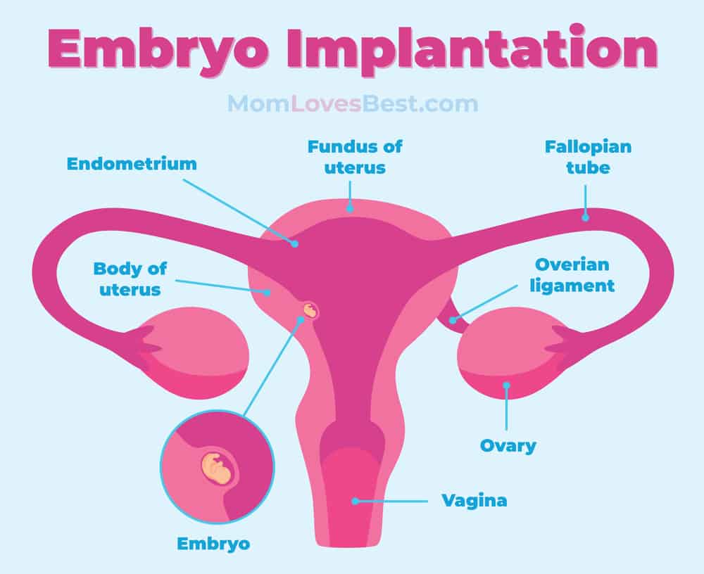 Embryo Implantation Diagram