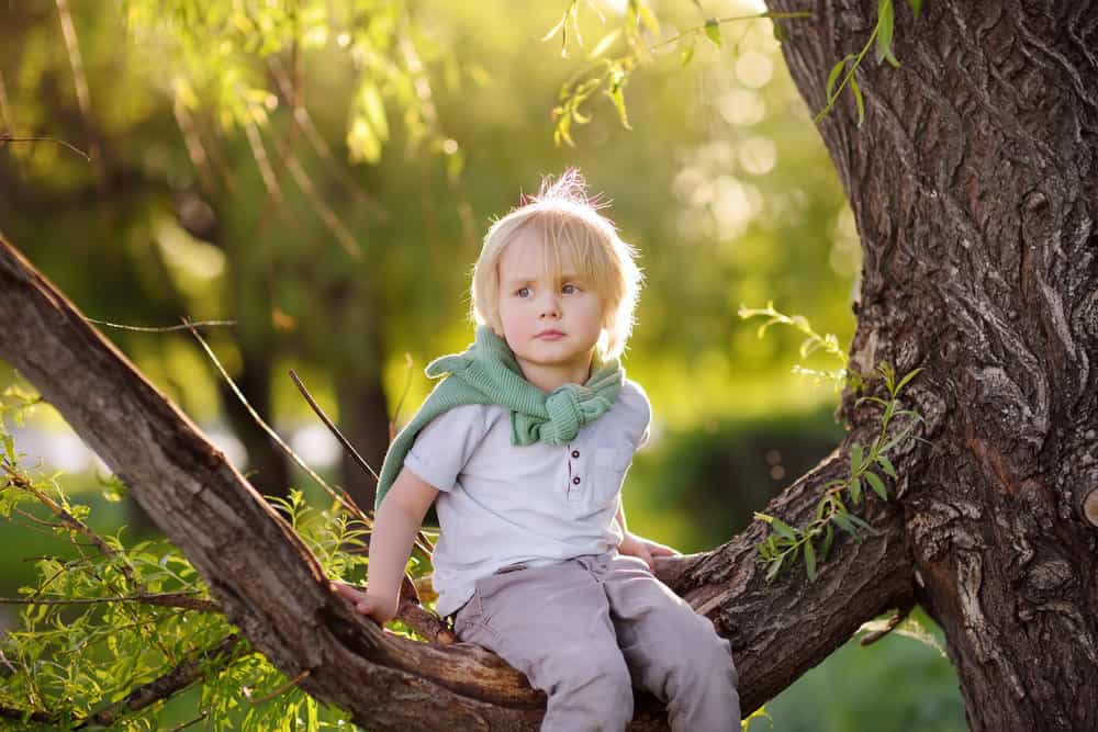 Cute little boy sitting on branch of big tree on sunny day