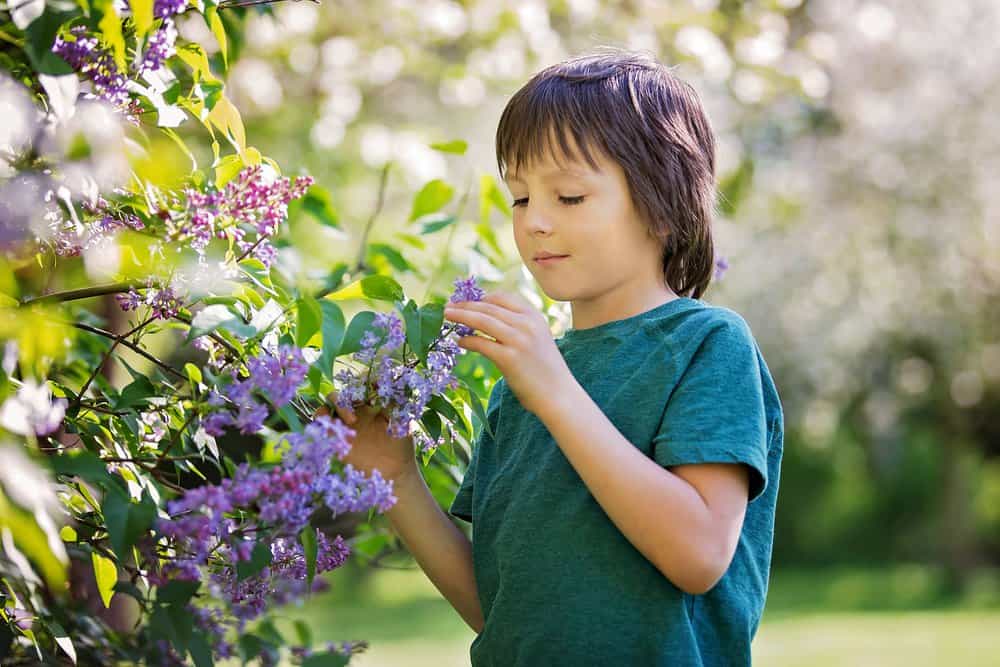 Cute young boy enjoying lilac flowers in blooming spring garden