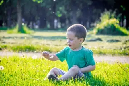 Little boy picking dandelions in the park