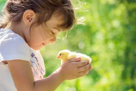 Little girl holding a chick