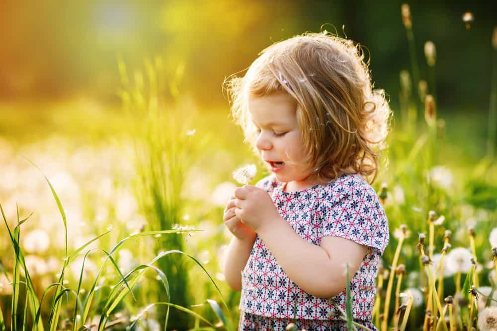 Cute little girl blowing a dandelion
