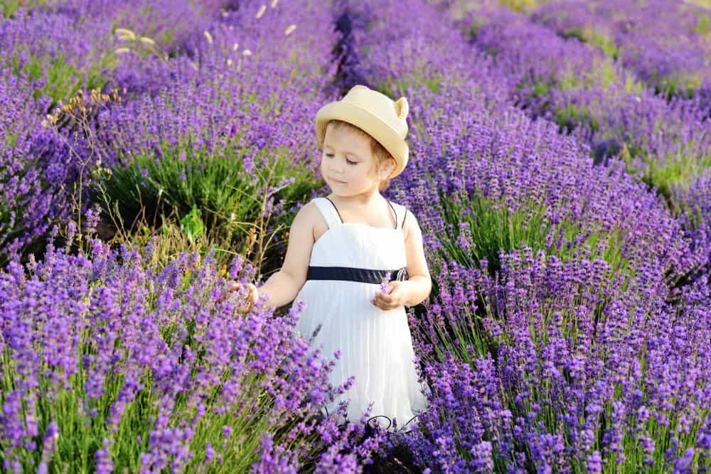 Little girl playing in the lavender field.