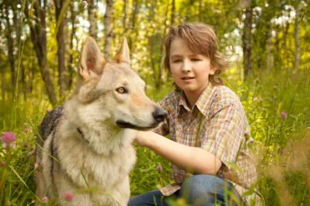 Boy looking at a wolf.