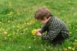 Cute curly haired boy collecting dandelion flowers in spring garden