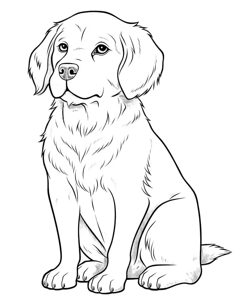 how to draw a golden retriever mix