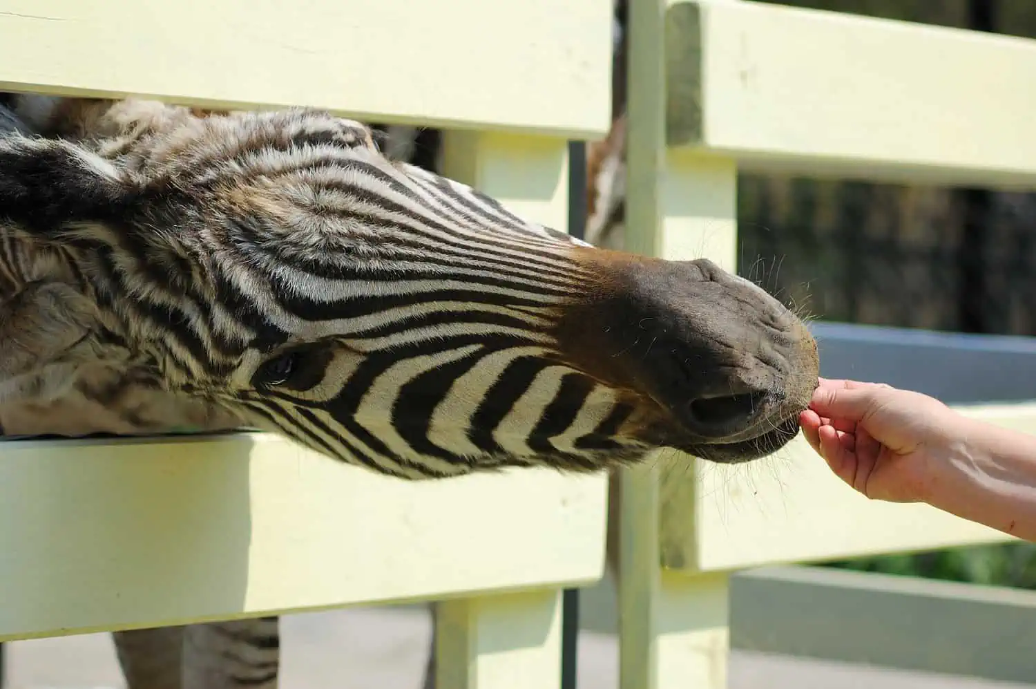 Zebra being fed in the zoo