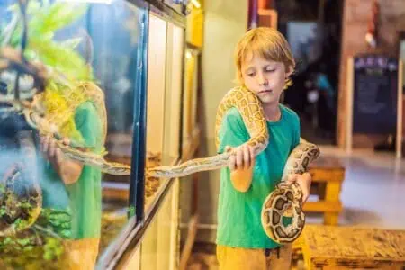 Little boy holding python in his hands