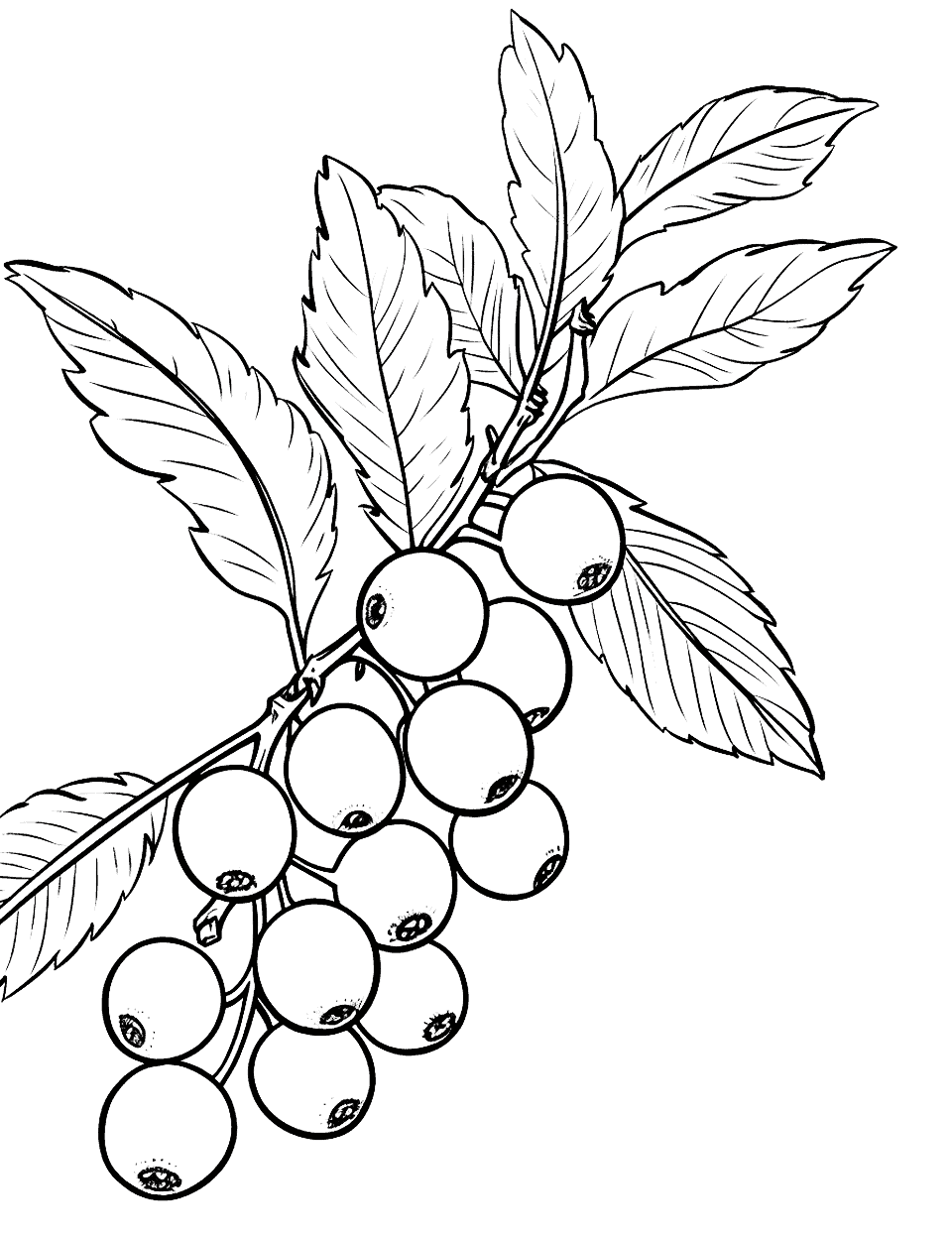 Winter Berries Christmas Coloring Page - A close-up of winter berries.