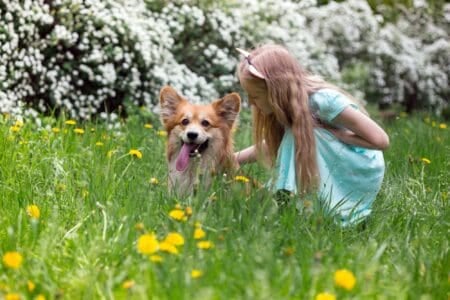 Playful fluffy corgi with little blonde girl spending time outdoors