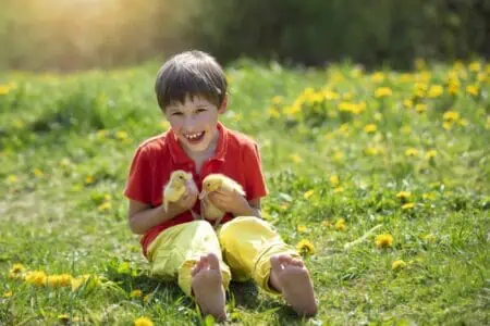 Happy young boy sitting on the grass with dandelions holding two ducklings