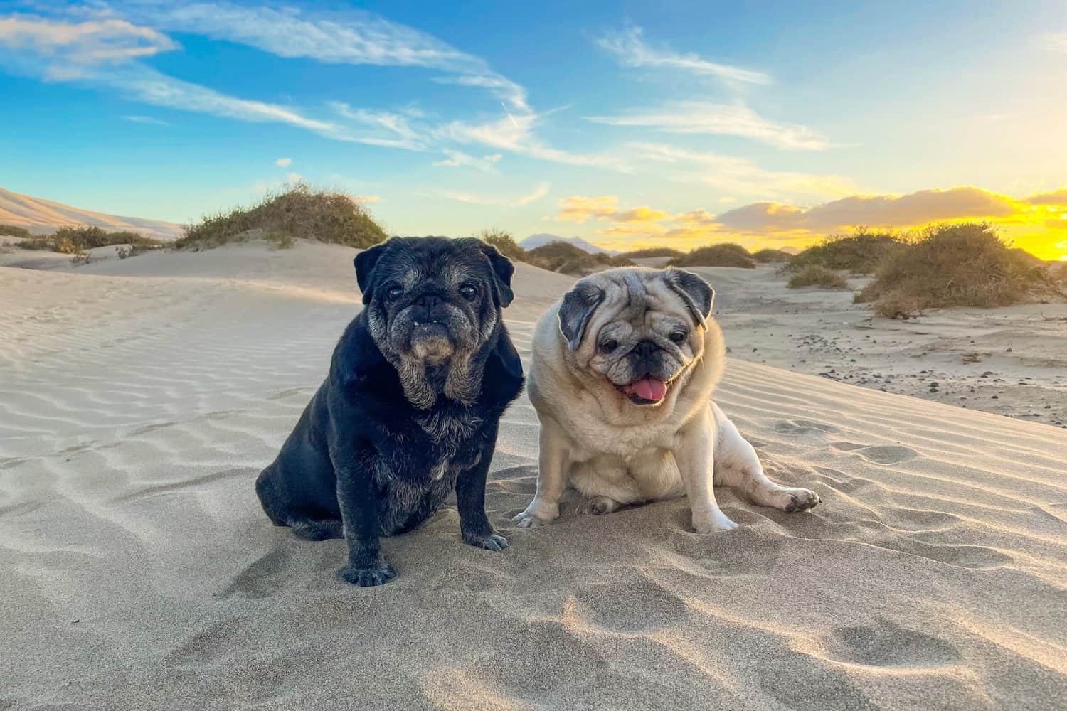 Black and white pugs sitting on the sand