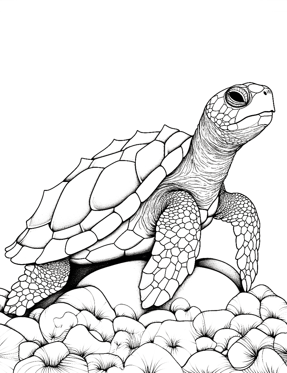 Turtle's Sunny Bask Adult Coloring Page - A turtle rests on a rock to soak up the sun.