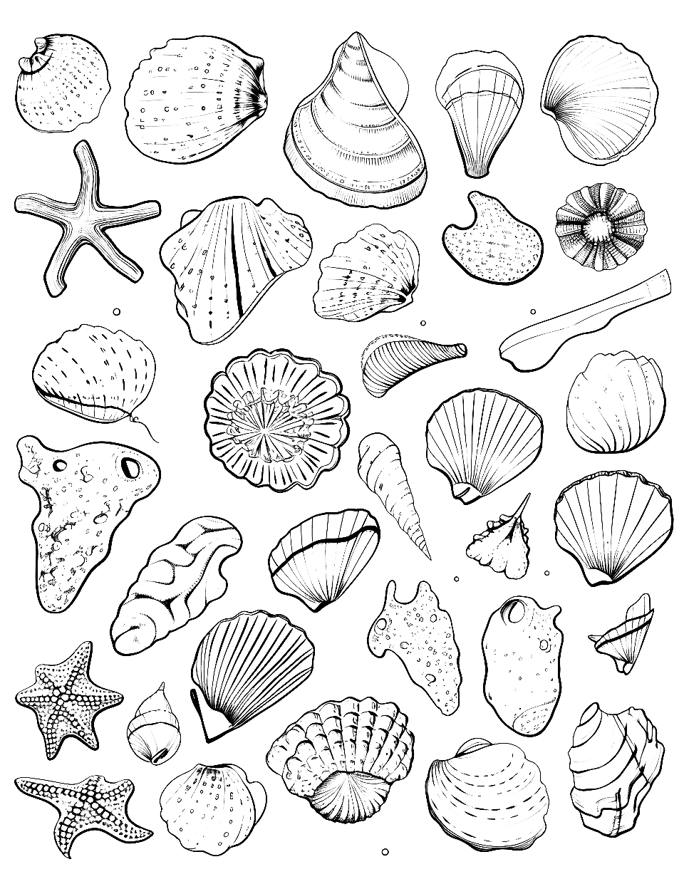Coastal Seashell Collection Adult Coloring Page - An array of seashells scattered along the sandy beach.
