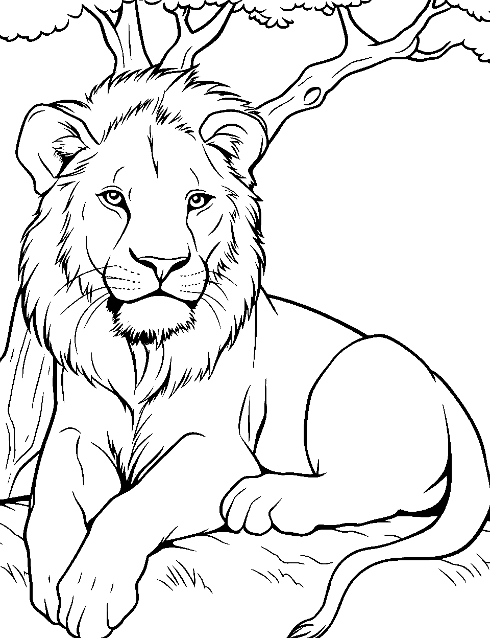 African Lion's Rest Coloring Page - A resting lion under the shade of an Acacia tree.