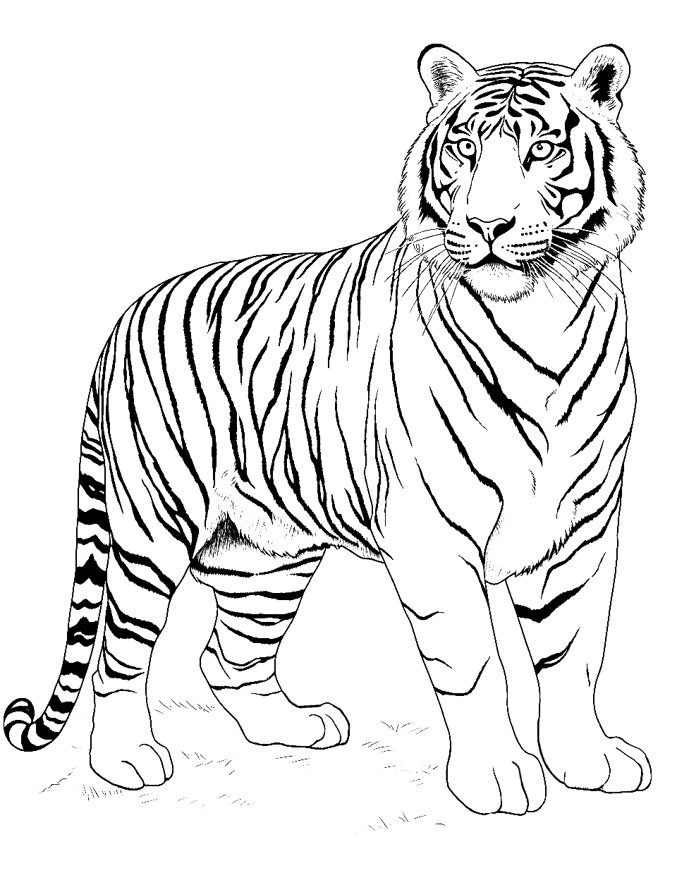 Majestic Tiger Coloring Page - A tiger standing tall with a prideful demeanor.