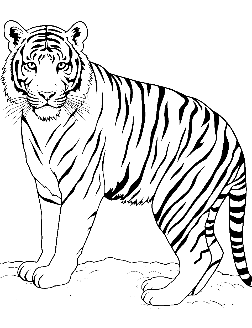 Simple Tiger Outline Coloring Page - A basic and clear outline of a tiger, perfect for young kids to color in.