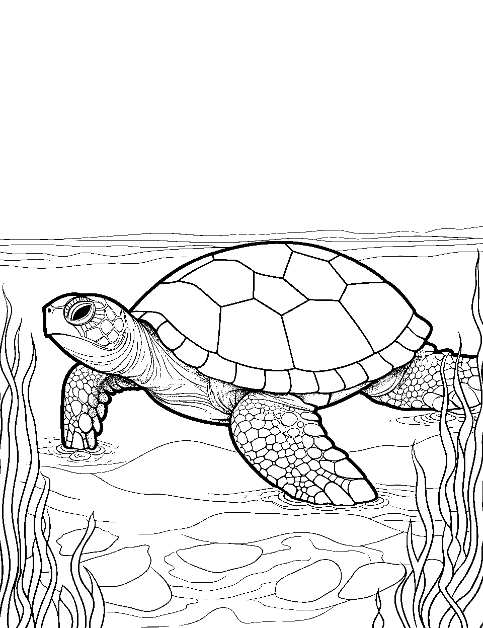 Pond Turtle Strolling Coloring Page - A pond turtle coming out of water.