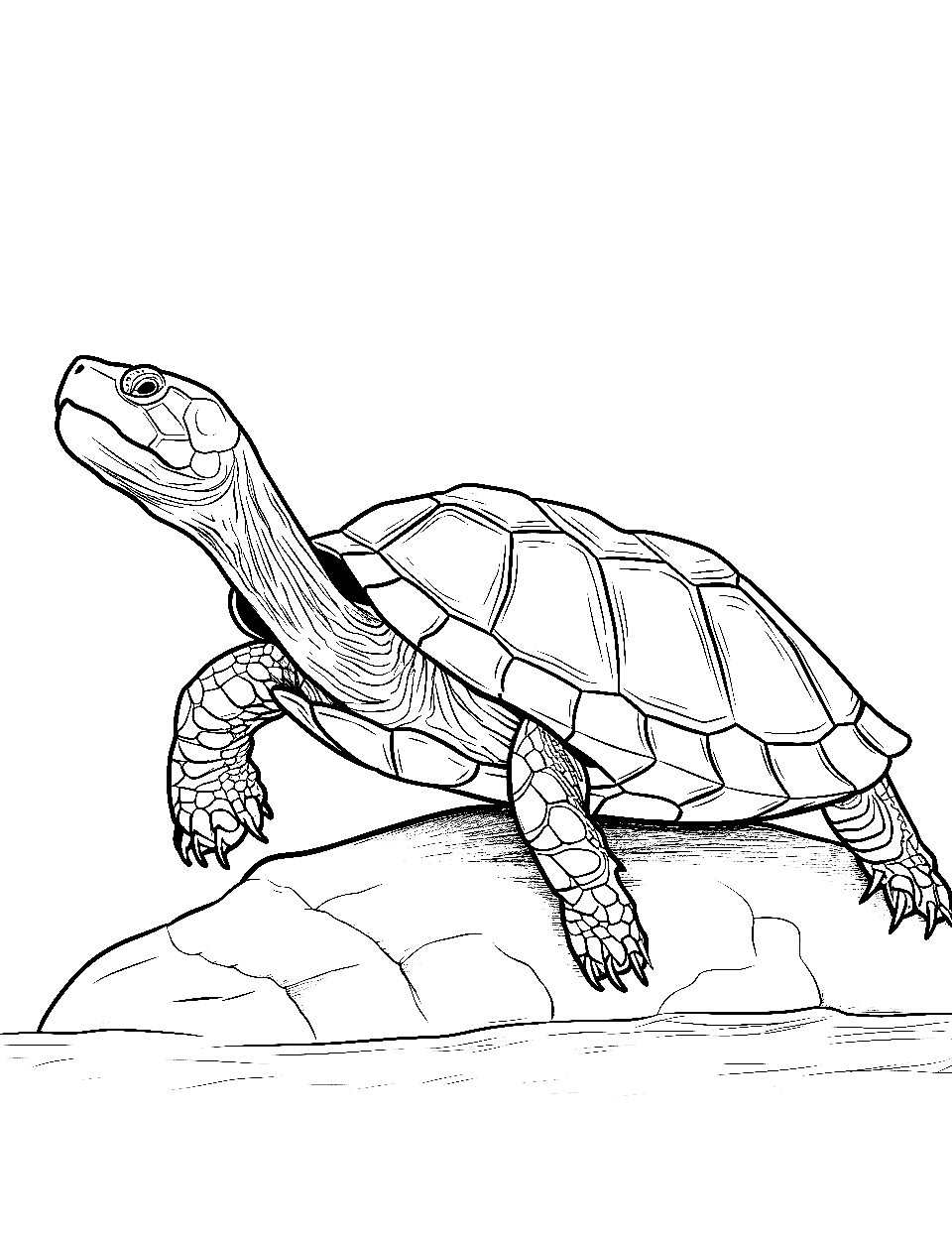Red-Eared Friend Turtle Coloring Page - A red-eared slider turtle basking on a rock.