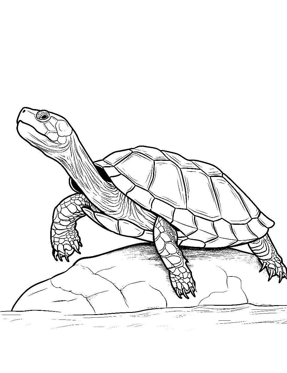 pictures to color for boys - Bing Images  Coloring pages for boys, Turtle  coloring pages, Coloring pages for kids