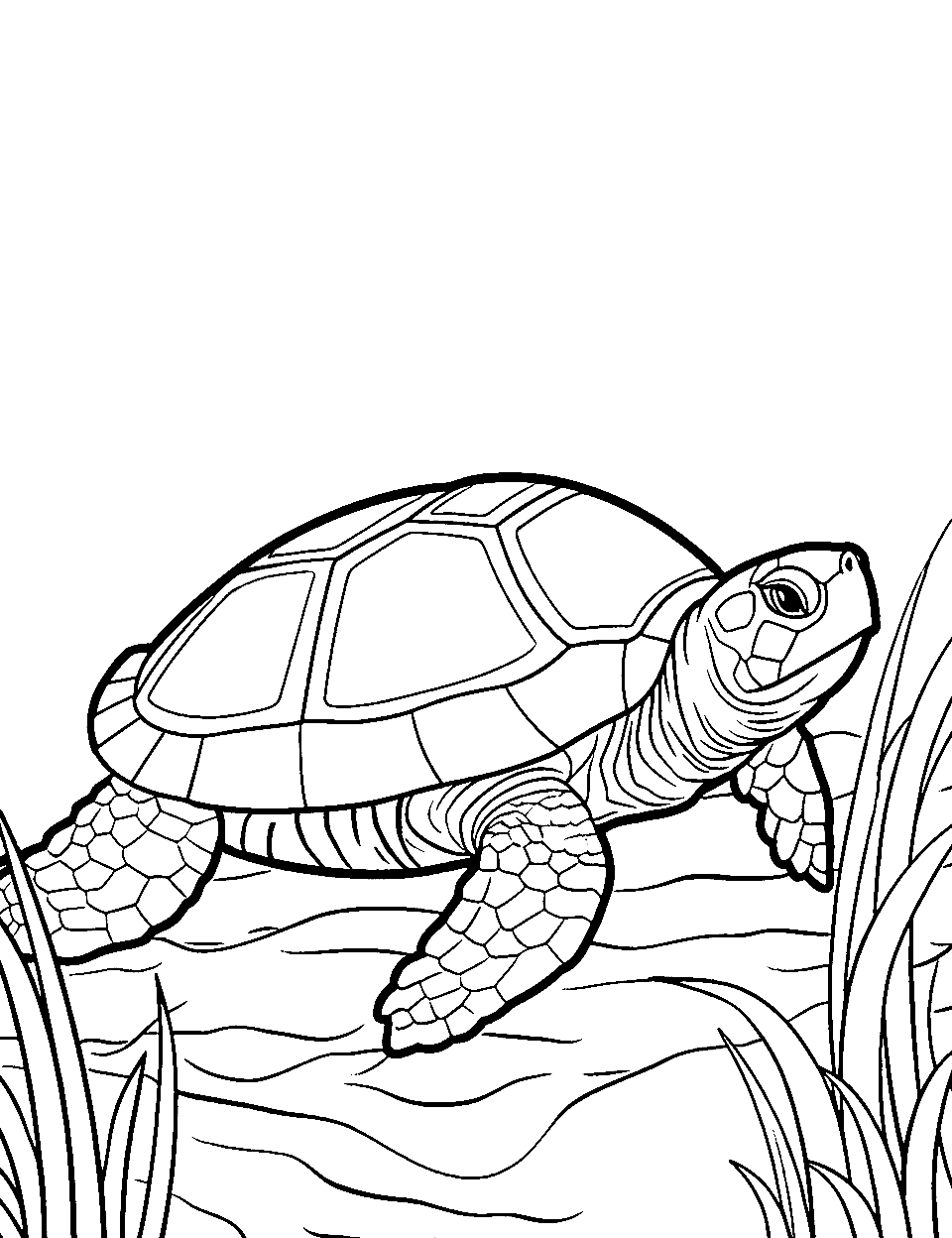 Box Turtle in Grass Coloring Page - A box turtle moving slowly through tall grass.