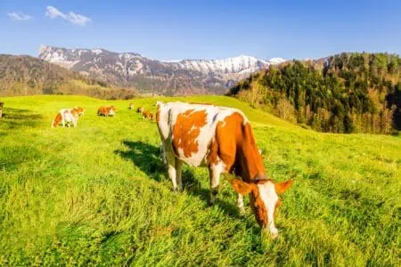 Cows eating grass in the field with majestic view of the mountains