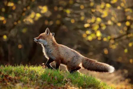 Fox running in autumn park