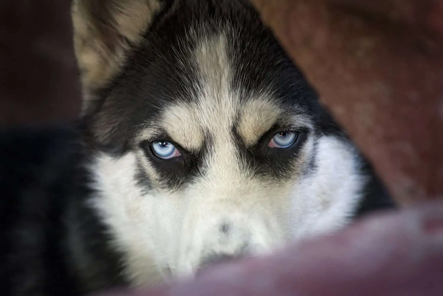 Scary husky guard dog