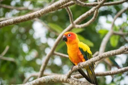 Colorful parrot perched on tree twig