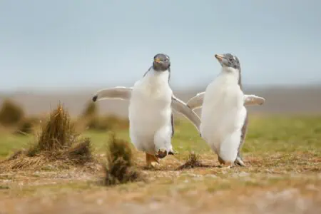 Funny two penguins walking