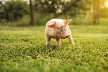 Piglet walking on green grass