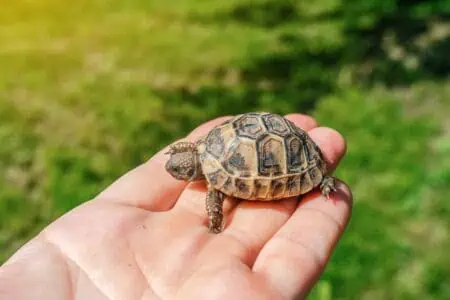 Tiny turtle on somebody's palm against green grass