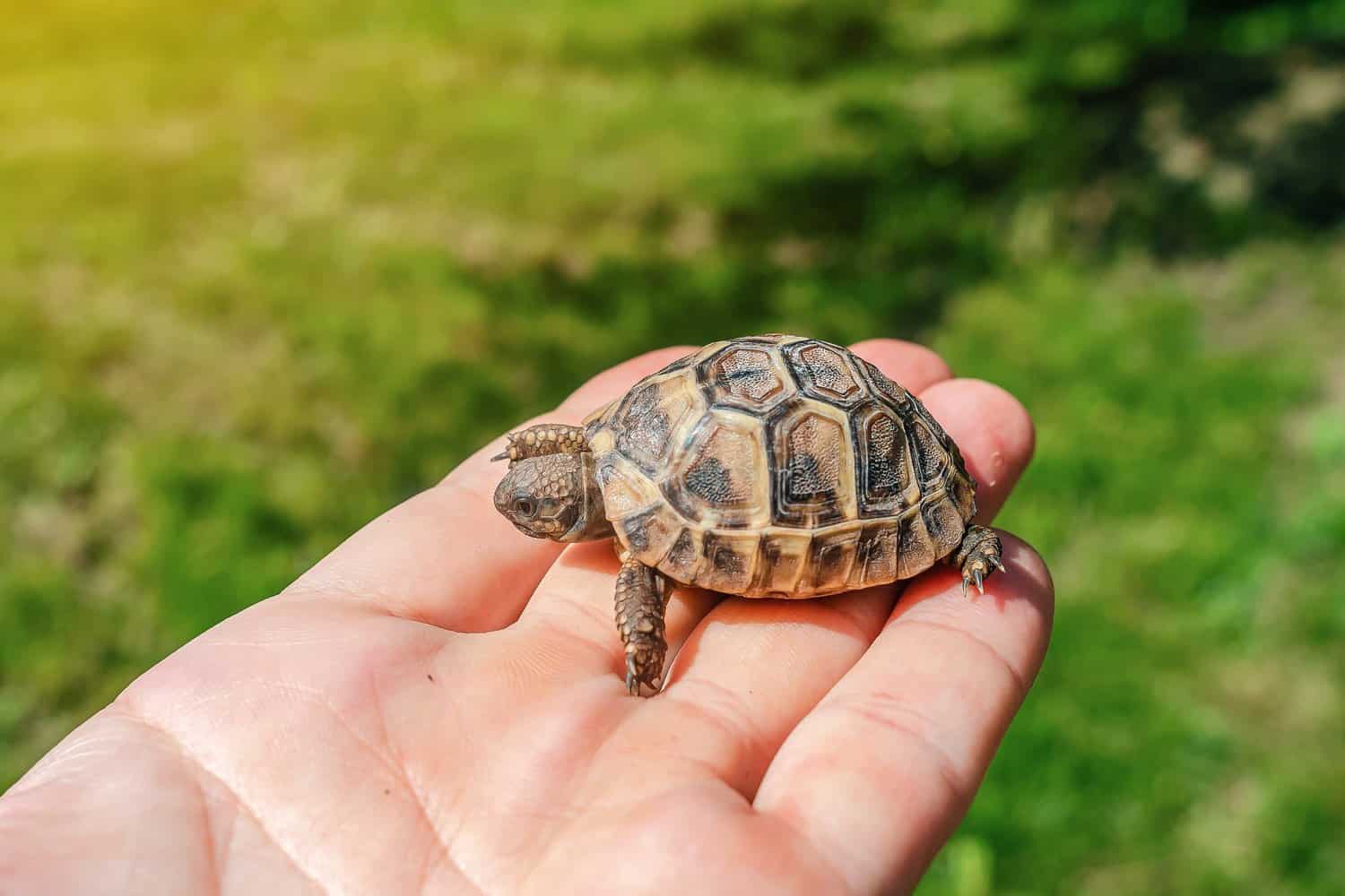 cutest turtle