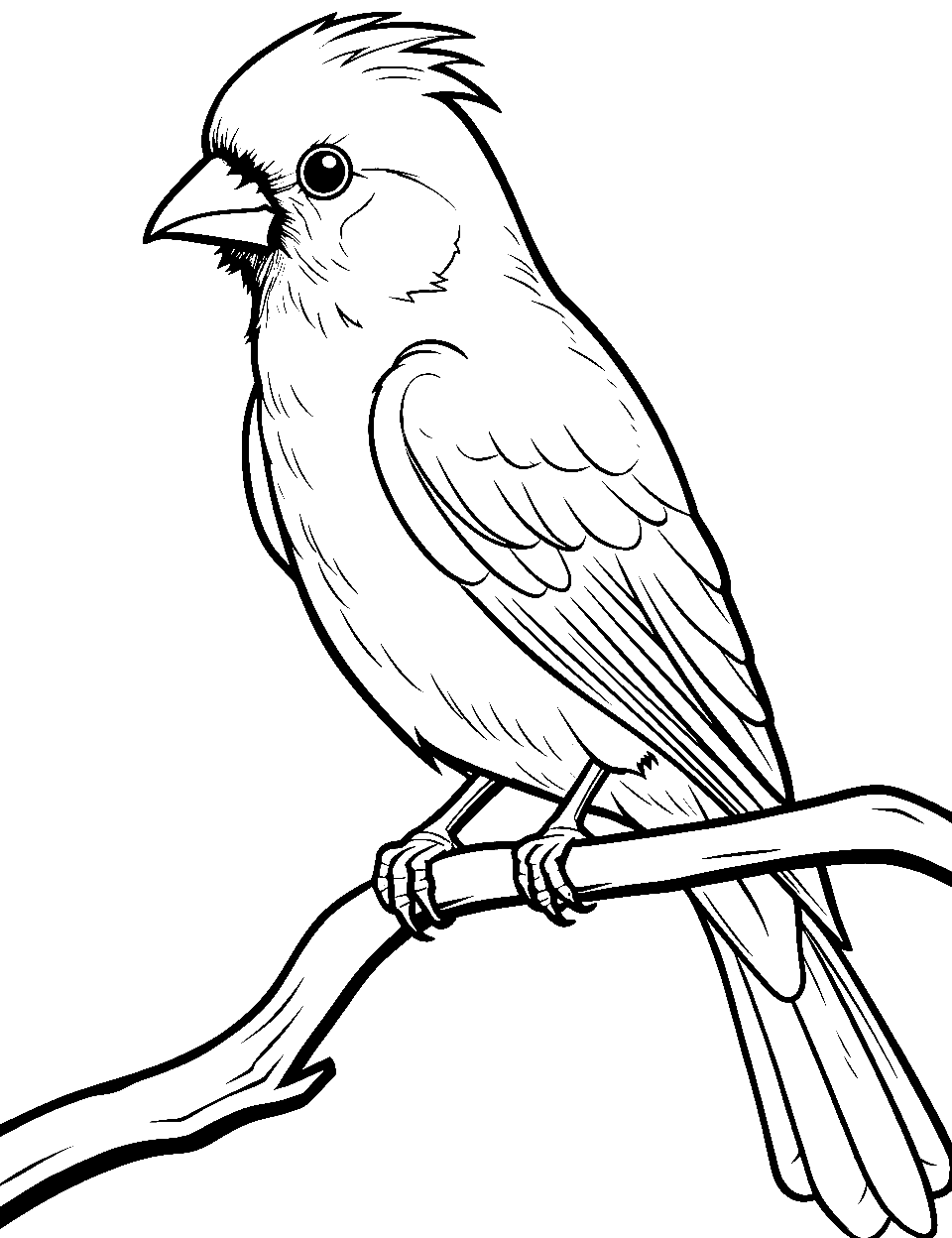 Simple Cardinal Drawing Coloring Page - A basic design of a cardinal ideal for novice colorists.