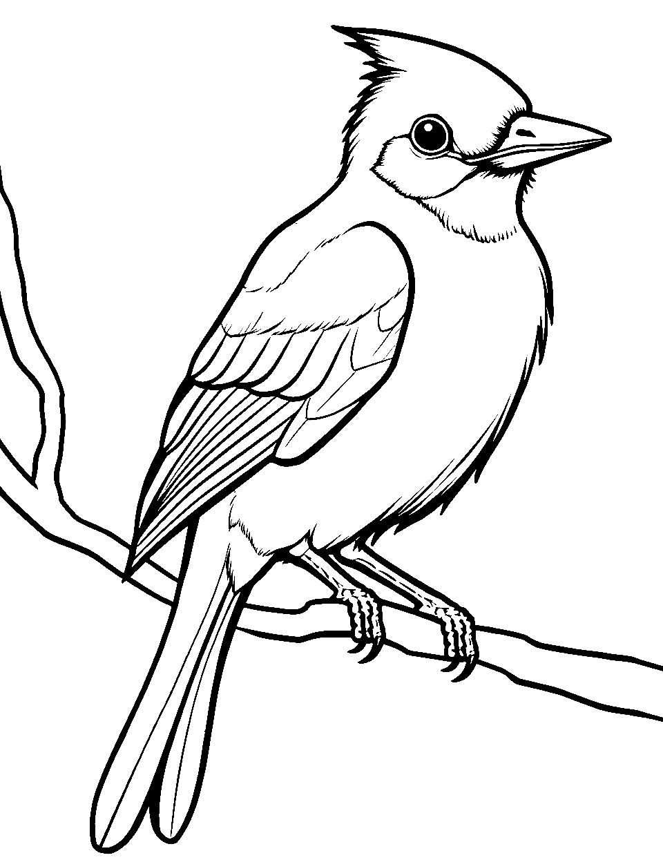 Easy Blue Jay Sketch Bird Coloring Page - A simple design of a blue jay waiting to be colored.