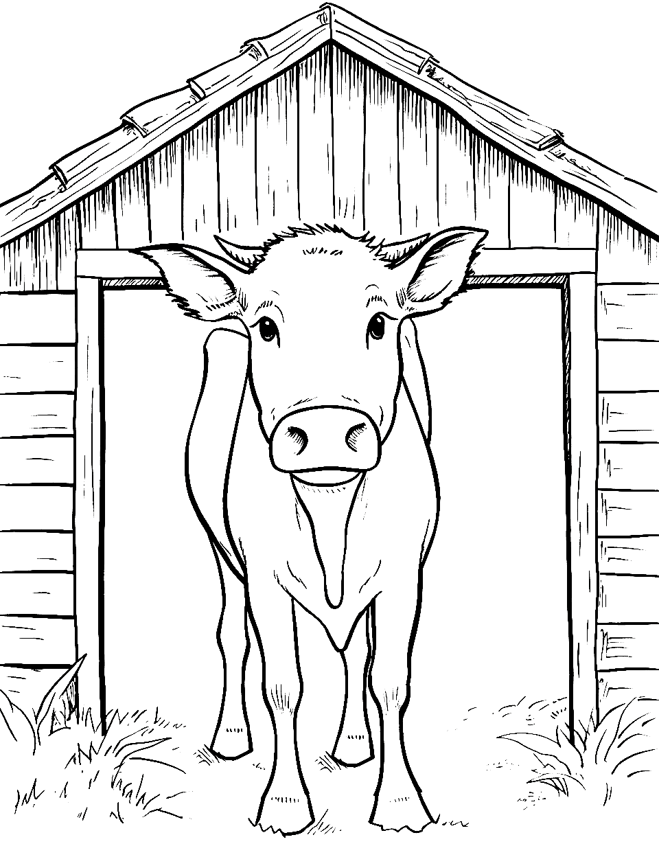 Happy Cowshed Days Coloring Page - A single cow gleefully emerging from a simple, little cowshed.