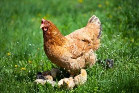 Mother chicken with its baby chicks in grass