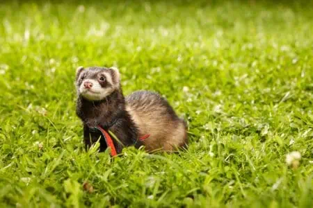 Ferret relaxing on the grass at summer park
