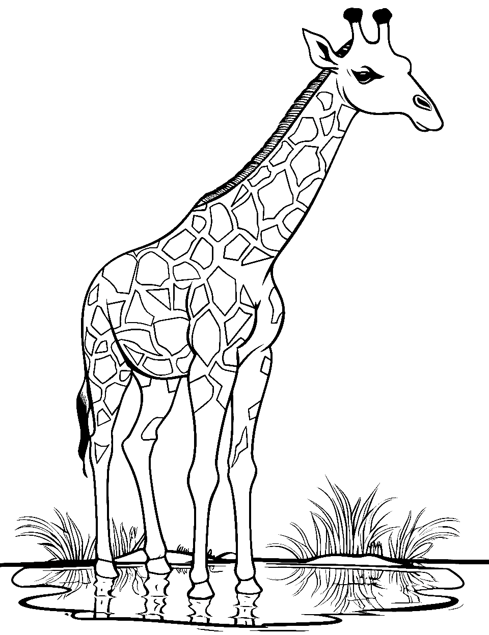 Giraffe Reflection Coloring Page - A giraffe drinking water with its reflection clear in the water.